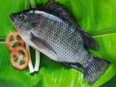 Cá rô phi đen - Công Ty TNHH Thanh Hiếu Foodstuff